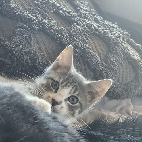 Christoff aka Snowball (my son calls him snowball)