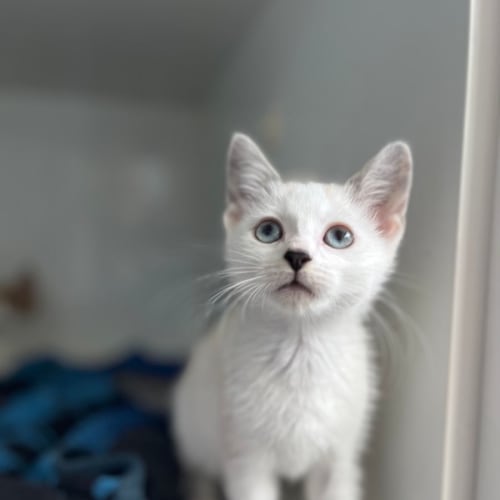 Milky
