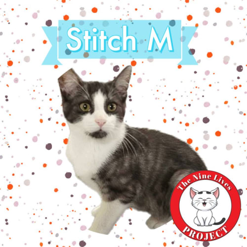 Stitch M *9 Lives Project Rescue*