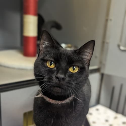 Sabrina