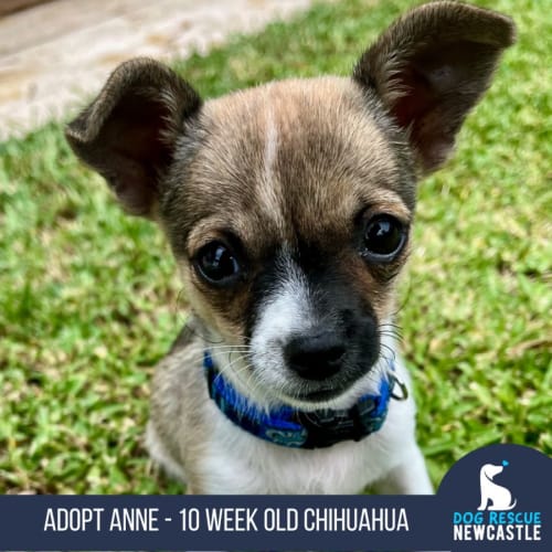 Anne - 10 Week Old Chihuahua (Trial)