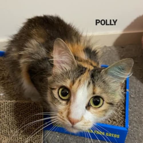 Polly