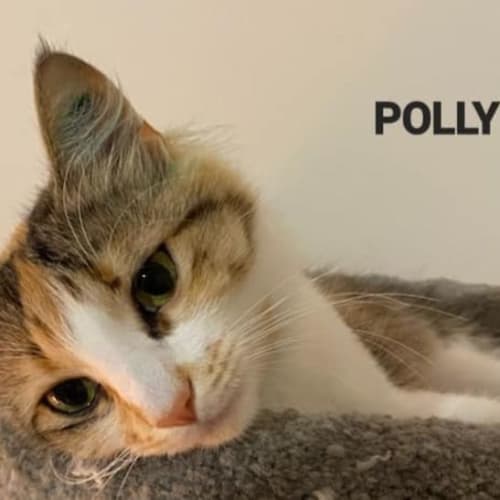 Polly