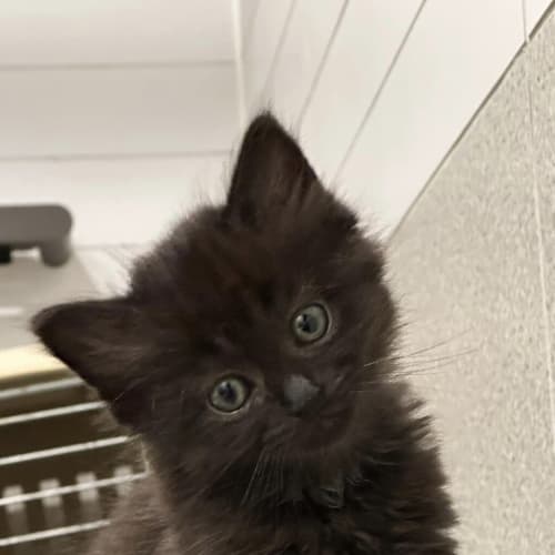 Gigi