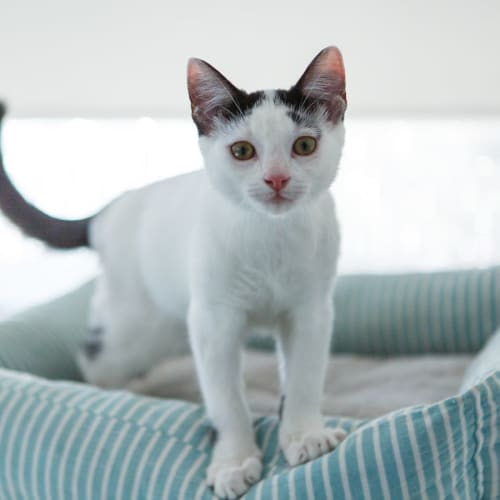 Captain *9 Lives Project Rescue*