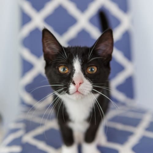 Trixie *9 Lives Project Rescue*