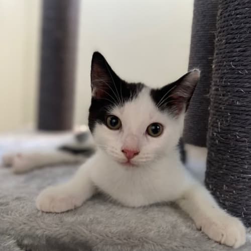 Oreo (and Chocolate)