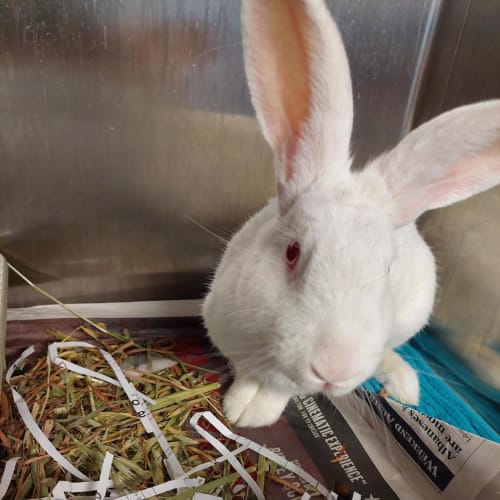 Siobhan