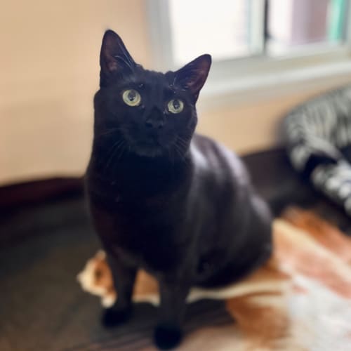 Cleo