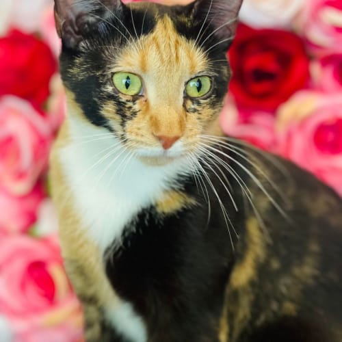 Isabel- Located in Preston