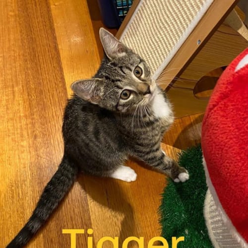 Tigger