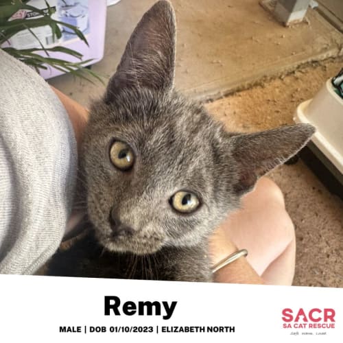 Remy