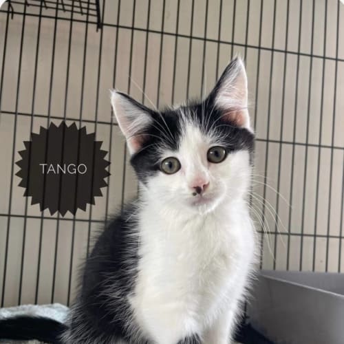 Tango