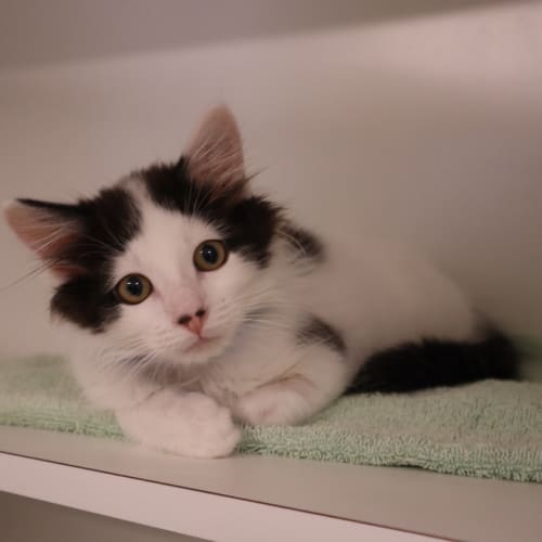 Gatto