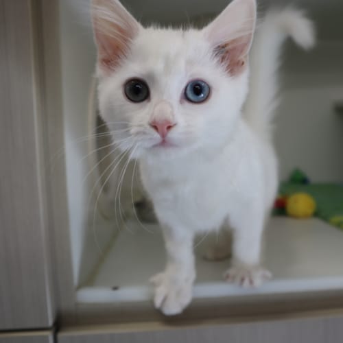 Marshmallow