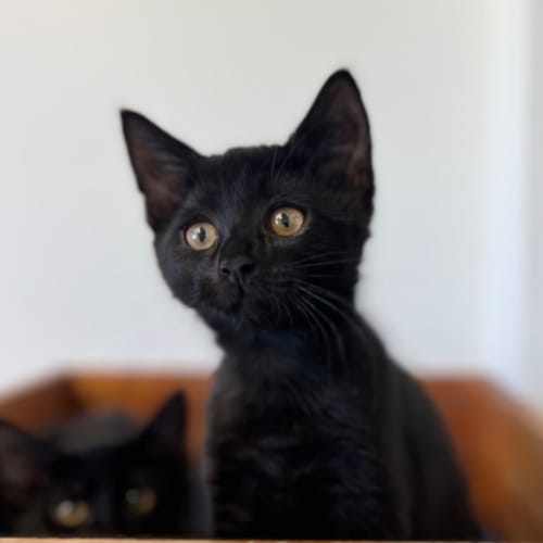 Sooty