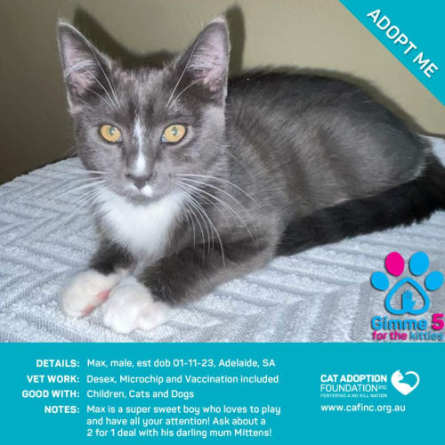 Max 2 for 1 with Mittens Available!