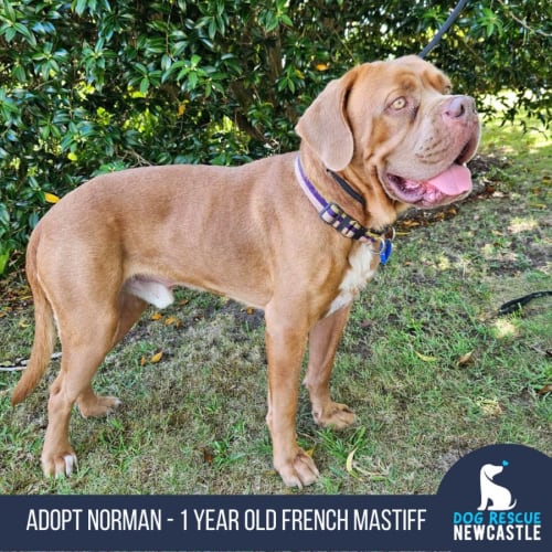 Norman - 1 Year Old French Mastiff (Trial)