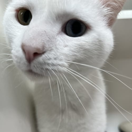 Marshmellow