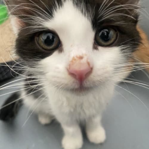 Shirley - Located in Kew