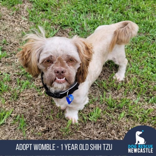 Womble - 1 Year Old Shih Tzu (Trial)