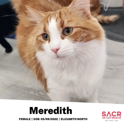 Meredith