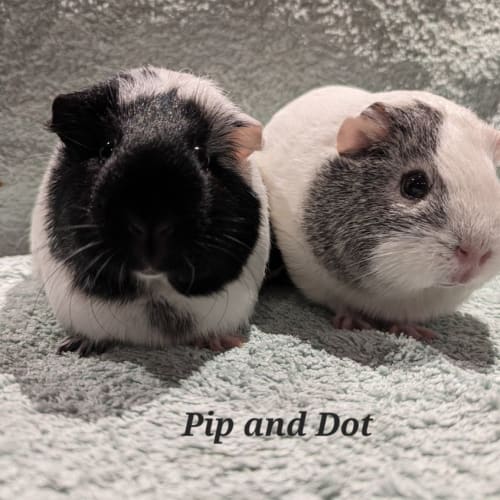 Pip and Dot