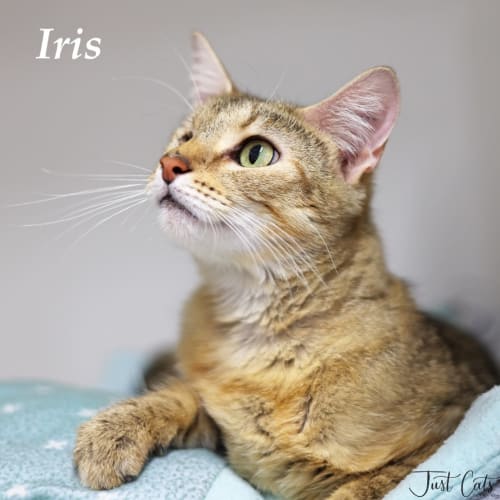 Iris