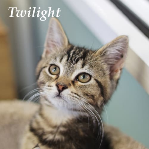 Twilight