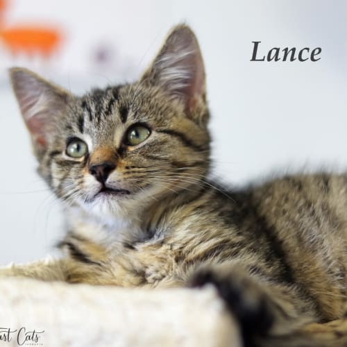 Lance