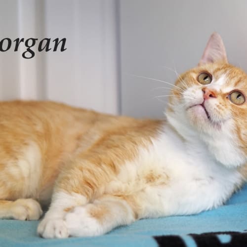 Morgan
