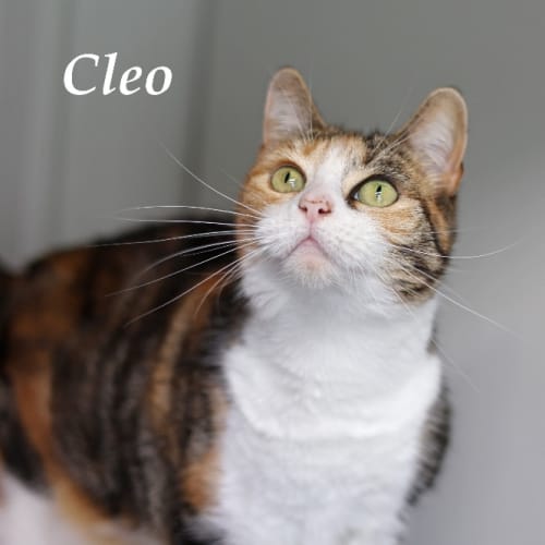 Cleo