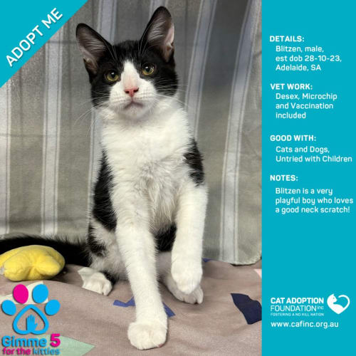 Blitzen Just $50 Limited Time!