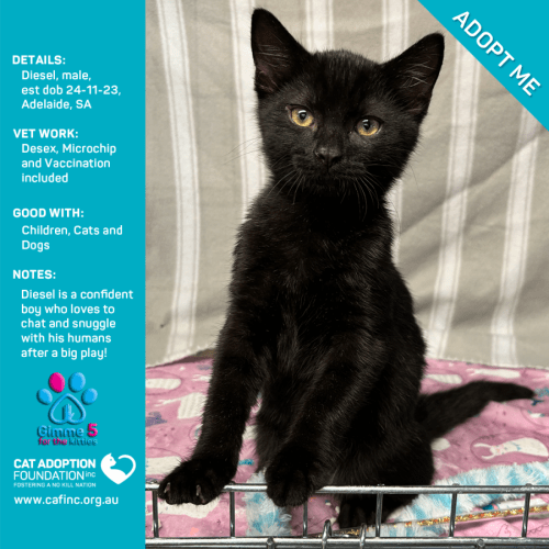 Diesel Kittens Just $100 This Weekend!