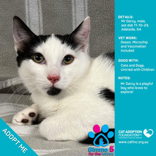 Mr Darcy Just $50 Limited Time!