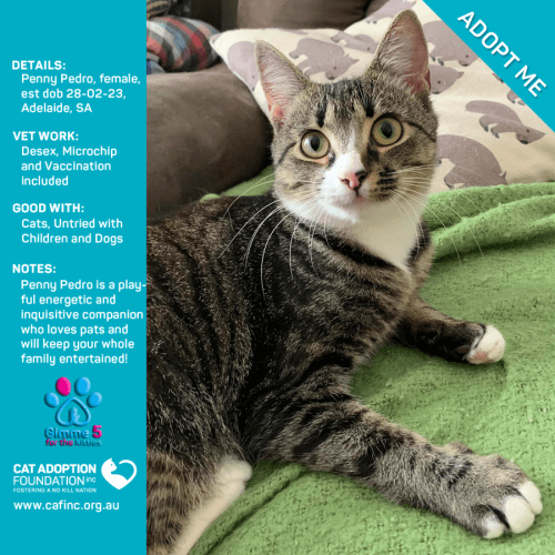 Penny Pedro Just $39 Limited Time!