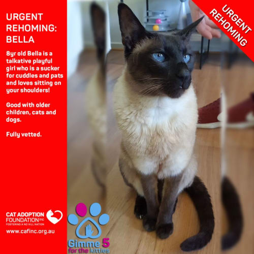 Bella Private Rehoming No Charge!