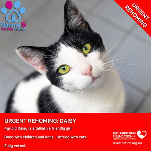 Daisy Private Rehoming No Charge!