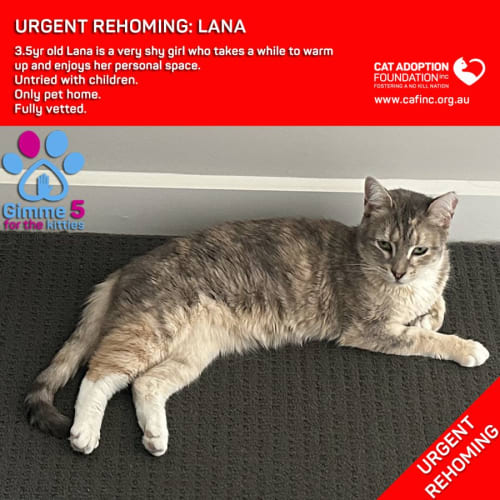 Lana Private Rehoming No Charge!