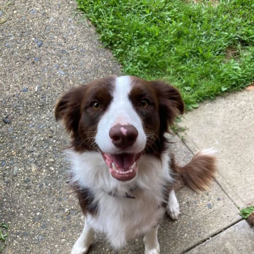 Lulu