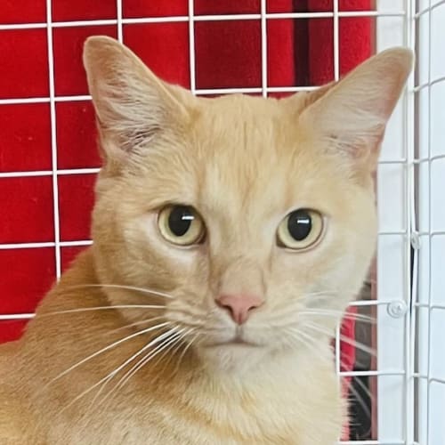 Chester - Located at Nelly's Ark in Fairfield