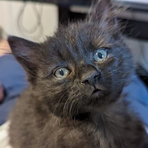 Gizmo - Located in Glenroy