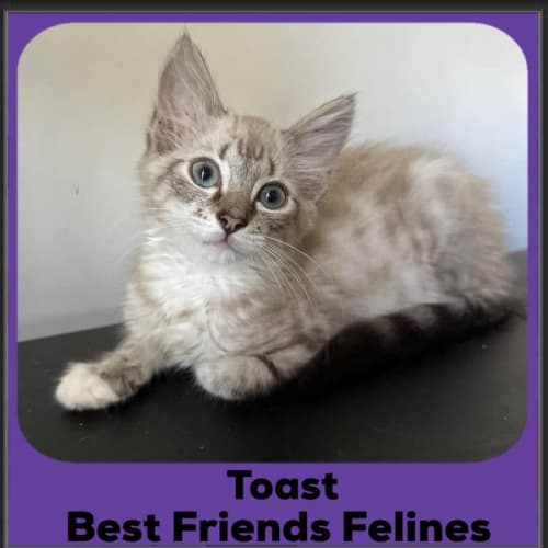 Toast 