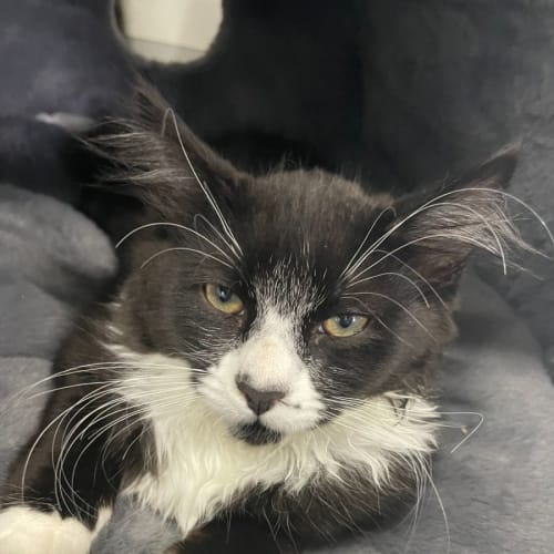 🍄 Ollie F02753 🍄