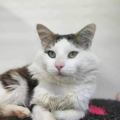 🎪 Percy F02740 🎪