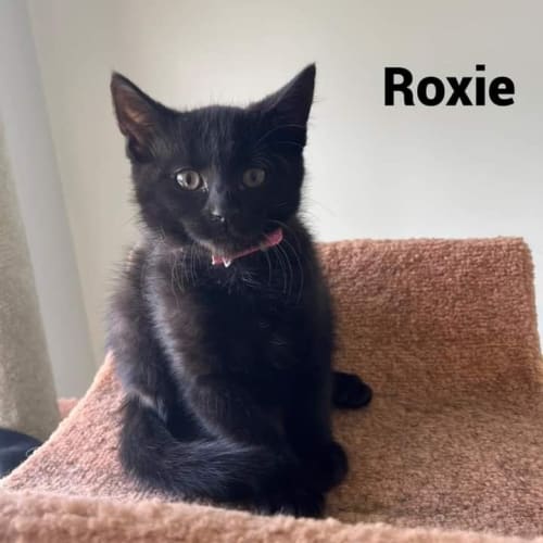 Roxie