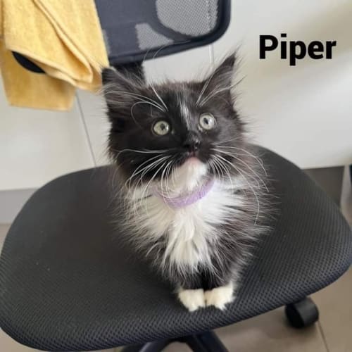 Piper