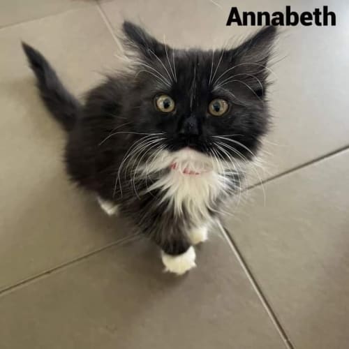 Annabeth