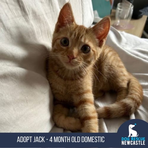 Jack - 4 Month Old Domestic Short Hair