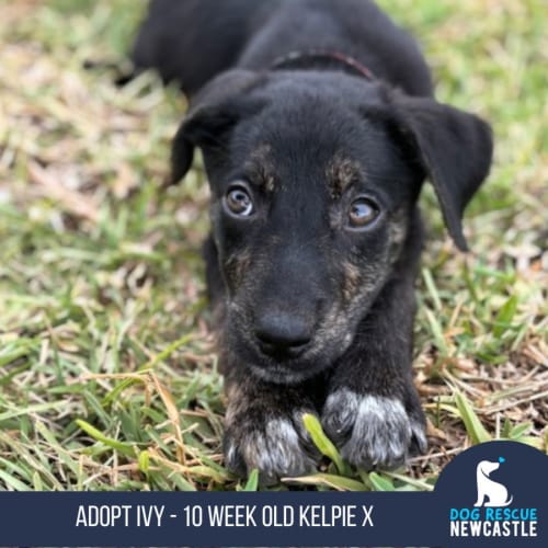 Ivy - 10 Week Old Kelpie X (Trial)